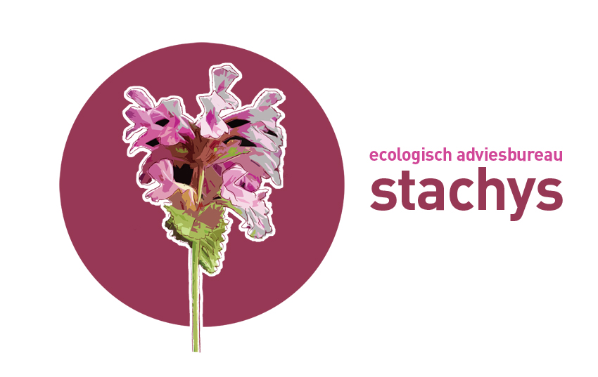 Stachys